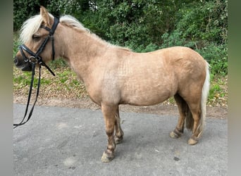 Shetland Ponys, Merrie, 15 Jaar, 110 cm, Palomino