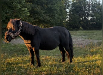 Shetland Ponys, Merrie, 15 Jaar, 110 cm, Zwart