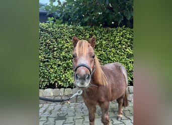 Shetland Ponys, Merrie, 15 Jaar, 88 cm, Vos