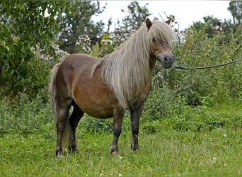Shetland Ponys, Merrie, 15 Jaar, 89 cm, Vos