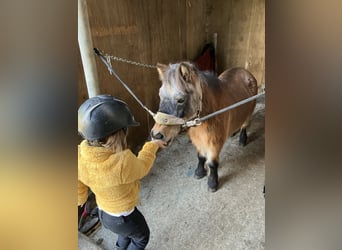 Shetland Ponys, Merrie, 15 Jaar, 90 cm, Bruin