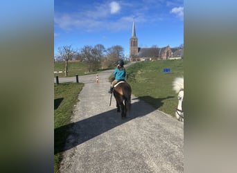 Shetland Ponys, Merrie, 15 Jaar, 90 cm, Bruin