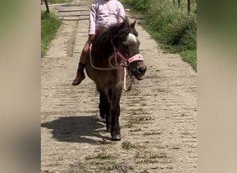 Shetland Ponys, Merrie, 15 Jaar, 90 cm, Bruin