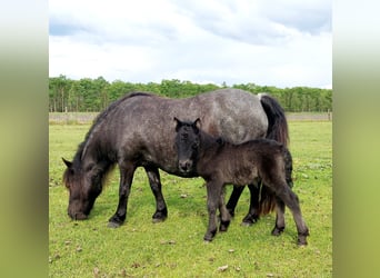 Shetland Ponys, Merrie, 15 Jaar, 97 cm, Roan-Blue