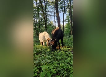 Shetland Ponys, Merrie, 15 Jaar, Zwart