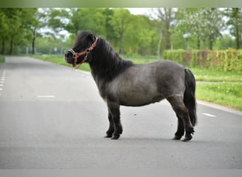 Shetland Ponys, Merrie, 16 Jaar, 85 cm, Grullo