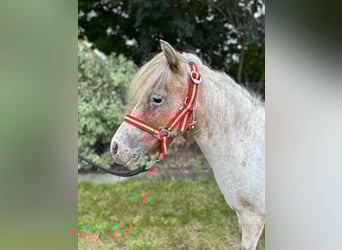 Shetland Ponys, Merrie, 16 Jaar, 90 cm, Appaloosa