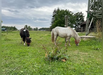 Shetland Ponys, Merrie, 16 Jaar, 90 cm, Appaloosa
