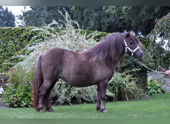 Shetland Ponys, Merrie, 16 Jaar, 95 cm, Donkere-vos