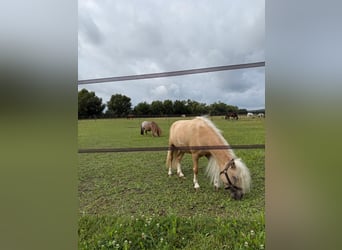 Shetland Ponys, Merrie, 16 Jaar