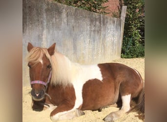 Shetland Ponys, Merrie, 17 Jaar, 105 cm, Gevlekt-paard