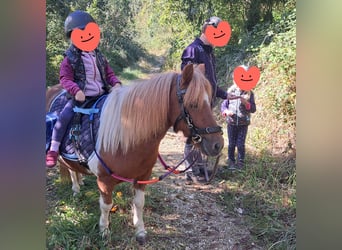 Shetland Ponys, Merrie, 17 Jaar, 105 cm, Gevlekt-paard