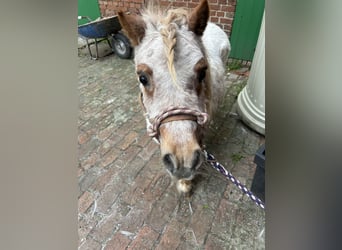 Shetland Ponys, Merrie, 17 Jaar, 84 cm, Rood schimmel