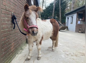 Shetland Ponys, Merrie, 18 Jaar, 100 cm, Gevlekt-paard