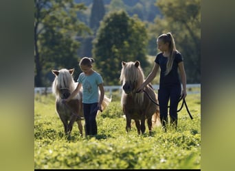 Shetland Ponys, Merrie, 18 Jaar, 100 cm, Vos