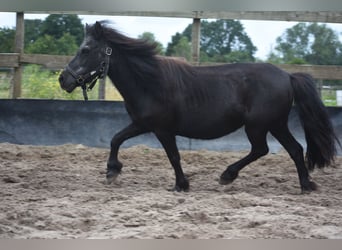 Shetland Ponys, Merrie, 18 Jaar, 101 cm, Zwart
