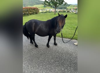Shetland Ponys, Merrie, 18 Jaar, 110 cm, Zwart