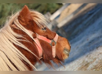 Shetland Ponys, Merrie, 18 Jaar, 88 cm, Red Dun