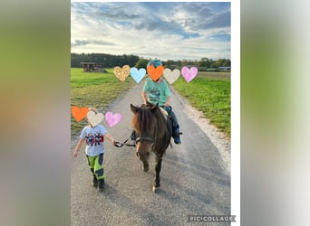 Shetland Ponys, Merrie, 19 Jaar, 100 cm, Donkerbruin
