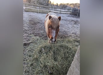 Shetland Ponys, Merrie, 19 Jaar, 105 cm, Gevlekt-paard