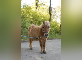 Shetland Ponys, Merrie, 19 Jaar, 90 cm, Vos