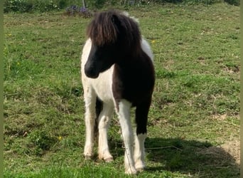Shetland Ponys, Merrie, 1 Jaar, 100 cm, Gevlekt-paard