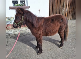 Shetland Ponys, Merrie, 1 Jaar, 100 cm, Zwart