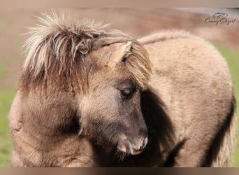 Shetland Ponys, Merrie, 1 Jaar, 104 cm
