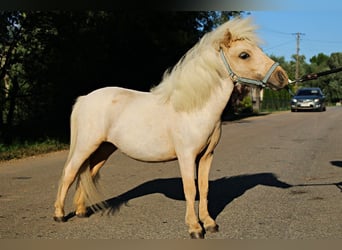Shetland Ponys Mix, Merrie, 1 Jaar, 80 cm, Palomino