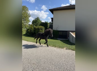 Shetland Ponys, Merrie, 1 Jaar, 80 cm