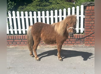 Shetland Ponys, Merrie, 1 Jaar, 85 cm, Vos