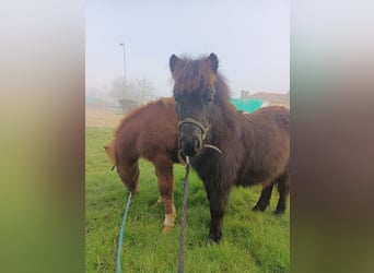 Shetland Ponys, Merrie, 1 Jaar, 85 cm, Zwart