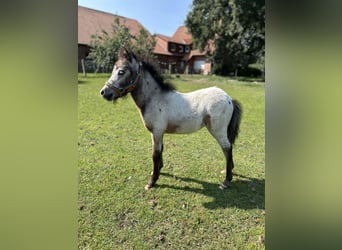 Shetland Ponys, Merrie, 1 Jaar, 90 cm, Appaloosa