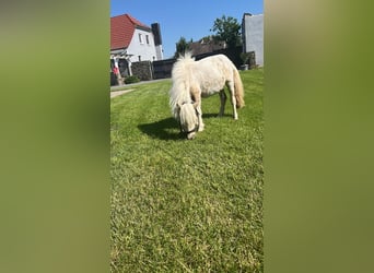 Shetland Ponys, Merrie, 1 Jaar, Gevlekt-paard