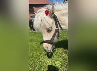 Shetland Ponys, Merrie, 1 Jaar, Gevlekt-paard