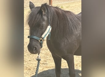 Shetland Ponys, Merrie, 20 Jaar, 104 cm, Zwart
