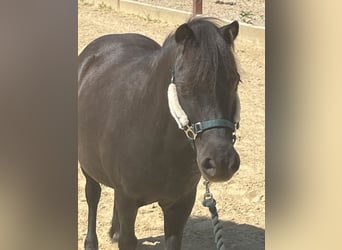 Shetland Ponys, Merrie, 20 Jaar, 104 cm, Zwart