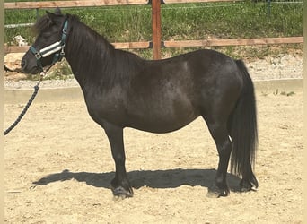 Shetland Ponys, Merrie, 20 Jaar, 104 cm, Zwart