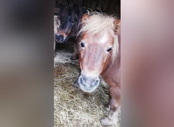 Shetland Ponys, Merrie, 20 Jaar, 105 cm, Vos