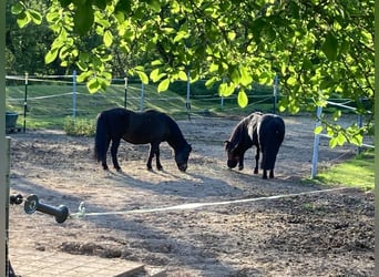 Shetland Ponys, Merrie, 20 Jaar, 110 cm, Zwart
