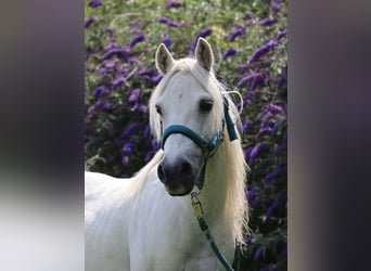 Shetland Ponys Mix, Merrie, 20 Jaar, 128 cm, Zwart