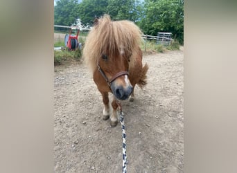 Shetland Ponys, Merrie, 20 Jaar, 78 cm, Vos