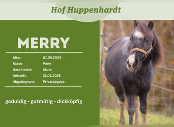 Shetland Ponys Mix, Merrie, 21 Jaar, 101 cm, Zwart