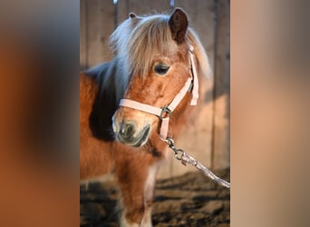 Shetland Ponys, Merrie, 21 Jaar, 105 cm, Vos