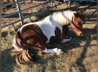 Shetland Ponys Mix, Merrie, 22 Jaar, 115 cm, Gevlekt-paard