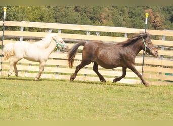 Shetland Ponys, Merrie, 23 Jaar, 95 cm, Appaloosa