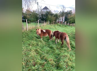 Shetland Ponys, Merrie, 23 Jaar, 95 cm, Vos
