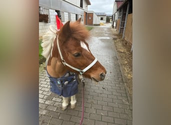 Shetland Ponys Mix, Merrie, 24 Jaar, 115 cm, Gevlekt-paard