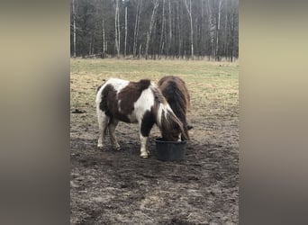 Shetland Ponys Mix, Merrie, 26 Jaar, 110 cm, Brauner