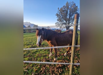 Shetland Ponys Mix, Merrie, 27 Jaar, 145 cm, Bruin